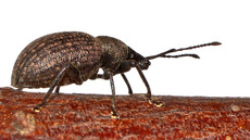 Kompakter Dickmaulrüssler (8).jpg